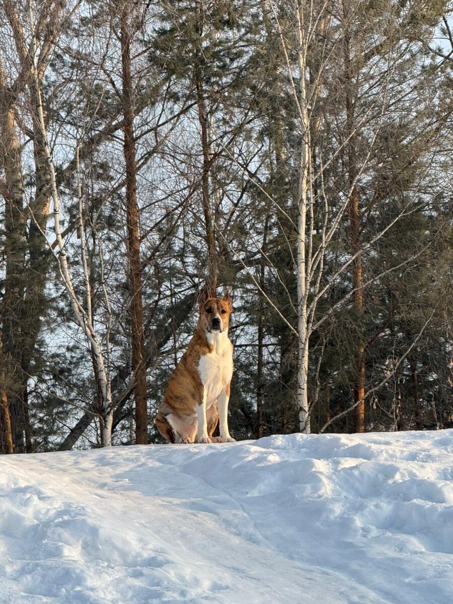 Ноксинский лес 
