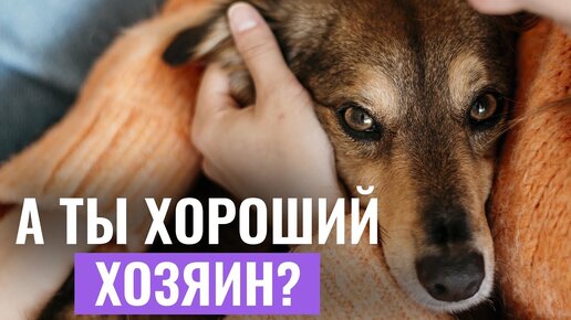 10 СОВЕТОВ, которые помогут УЛУЧШИТЬ ЖИЗНЬ собаке!