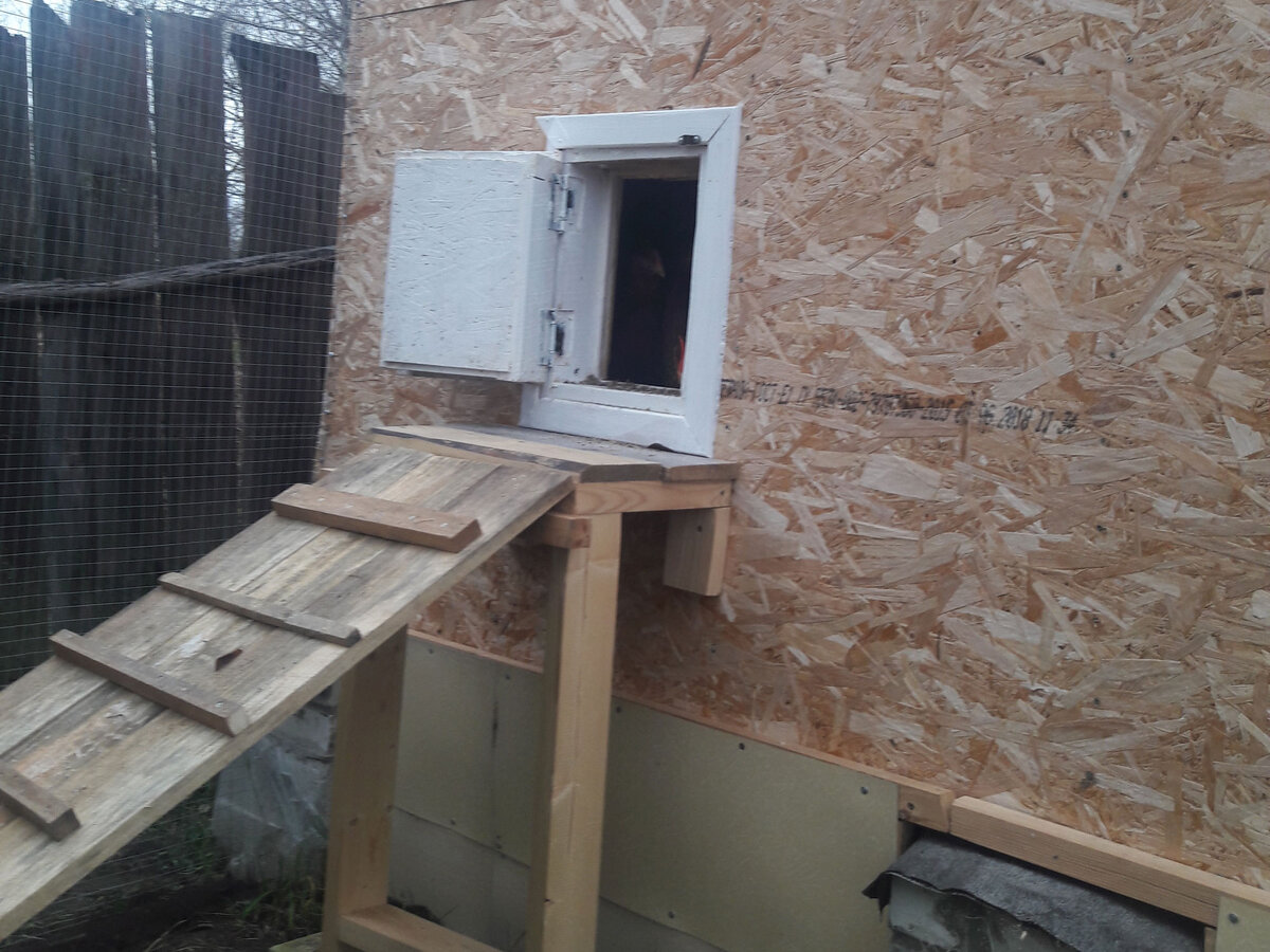 Лаз в курятник открыт