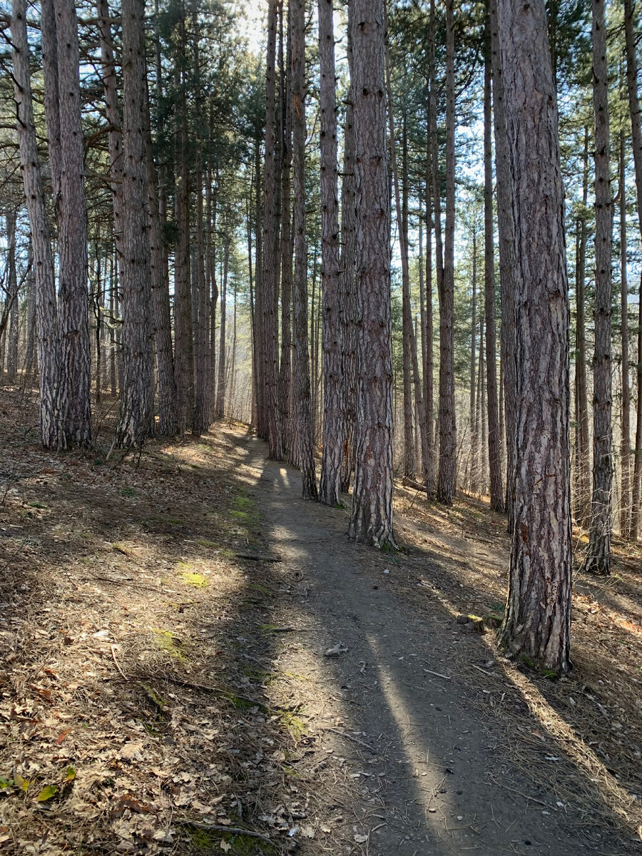 Роща сосны Крымской