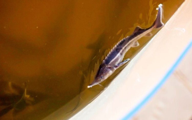    Разведением стерляди в аквакультуре успешно занимается тюменская компания