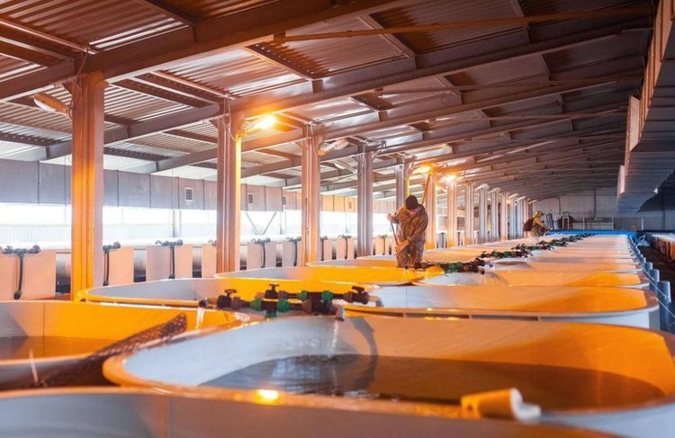     Разведением стерляди в аквакультуре успешно занимается тюменская компания
