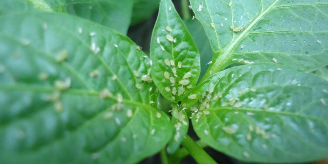 Тля на перце – как избавиться?