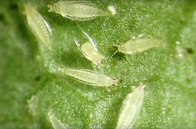 Трипсы на комнатных растениях: методы эффективного избавления