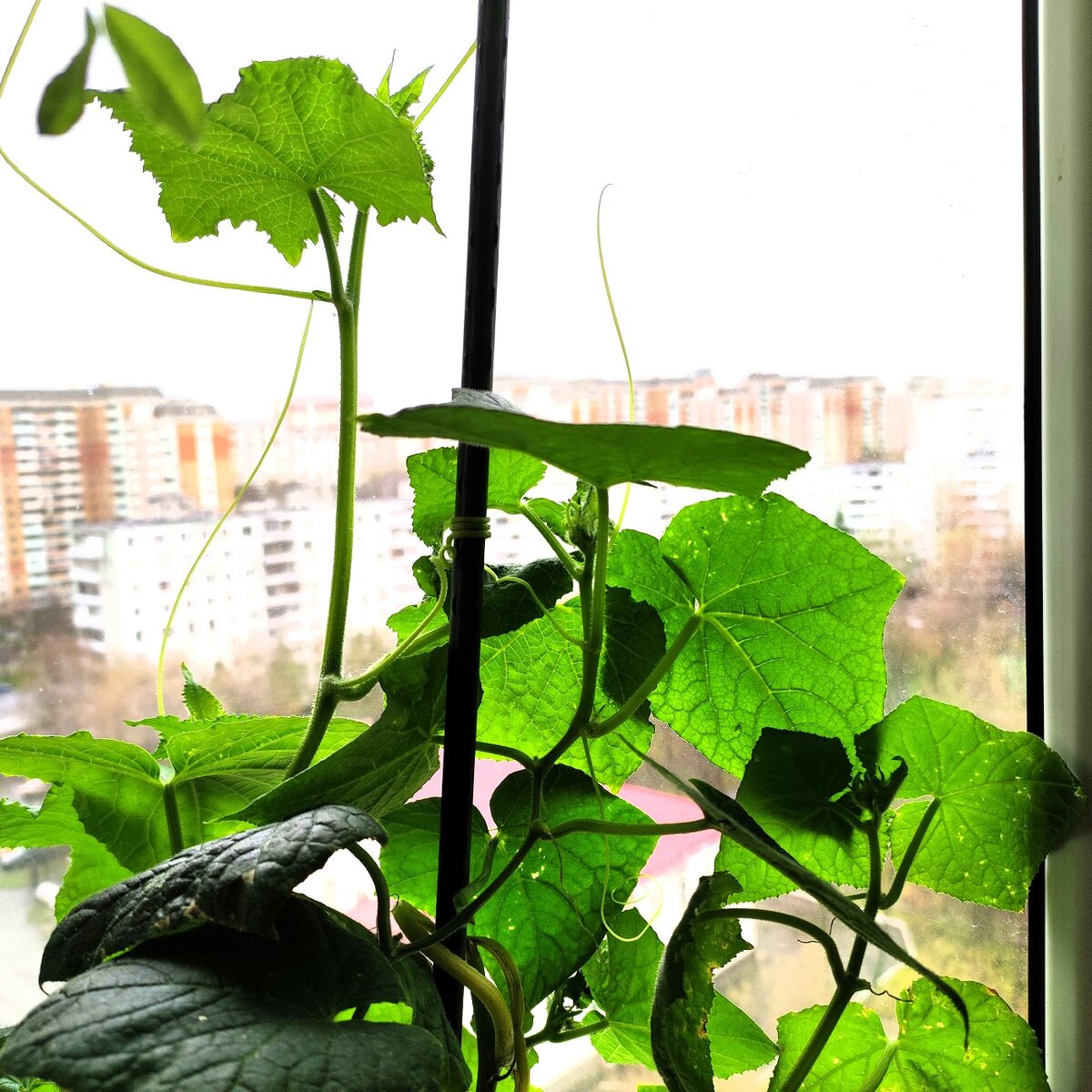 Верхушки Трилоджи, которые пошли на срезку.