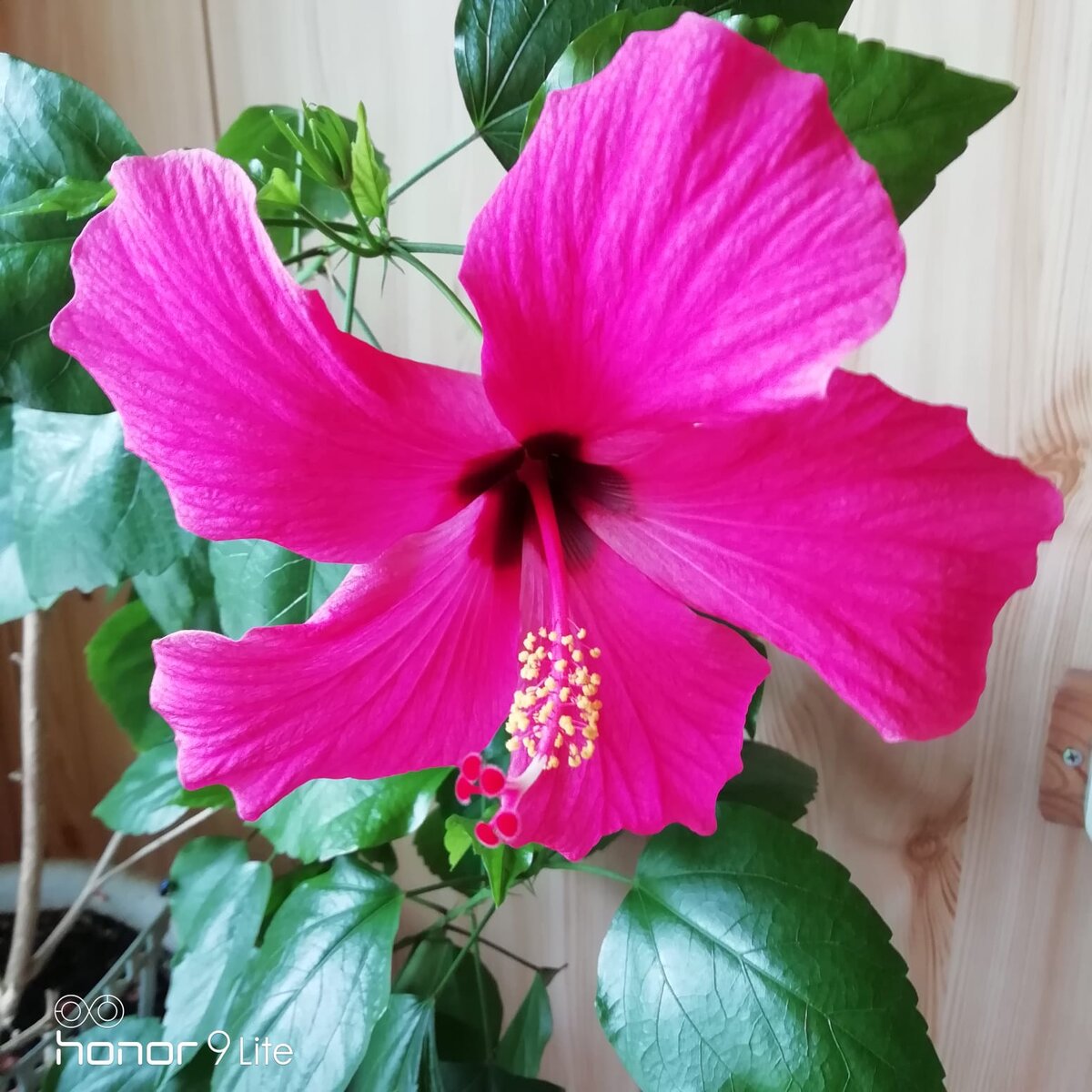 Расцвел в феврале. Фото автора