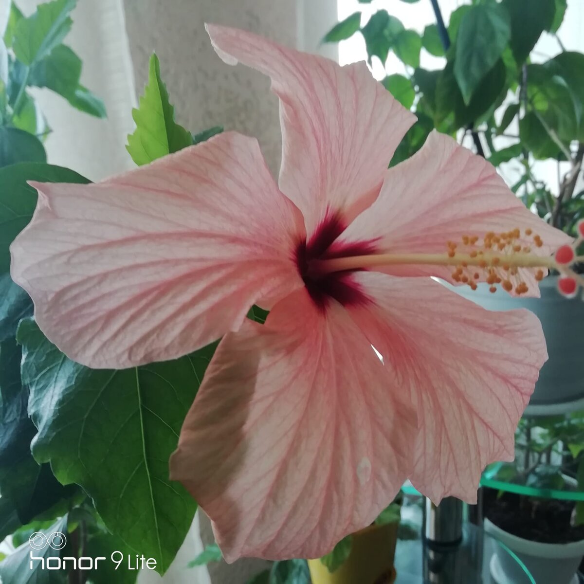 Уловила ночью его расцвет. Фото автора