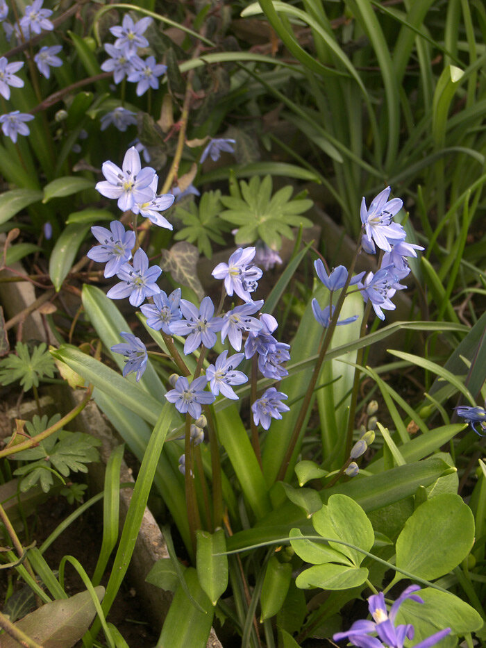 Scilla melaina Пролеска черная, цветение в моем саду 1 апреля 2020.