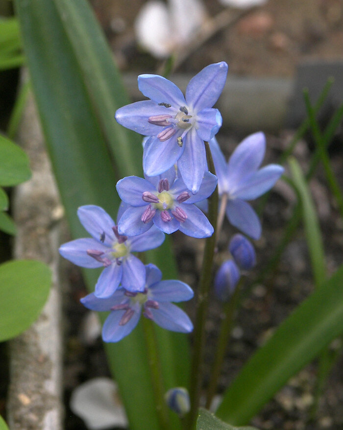 Scilla melaina Пролеска черная, цветение в моем саду 18 апреля 2017.