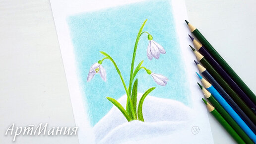 Как нарисовать подснежники - Весенние цветы - рисунок цветными карандашами