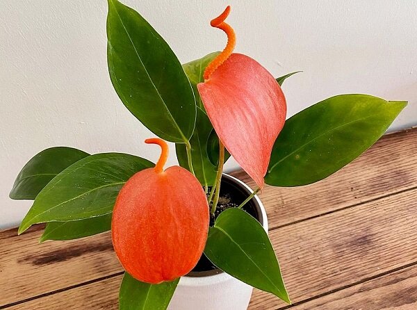 фото из открытого источника