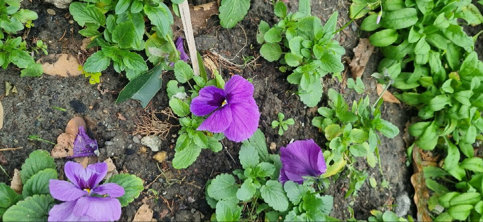 Не могли пойти мимо такой красоты. Фото из личного архива автора 