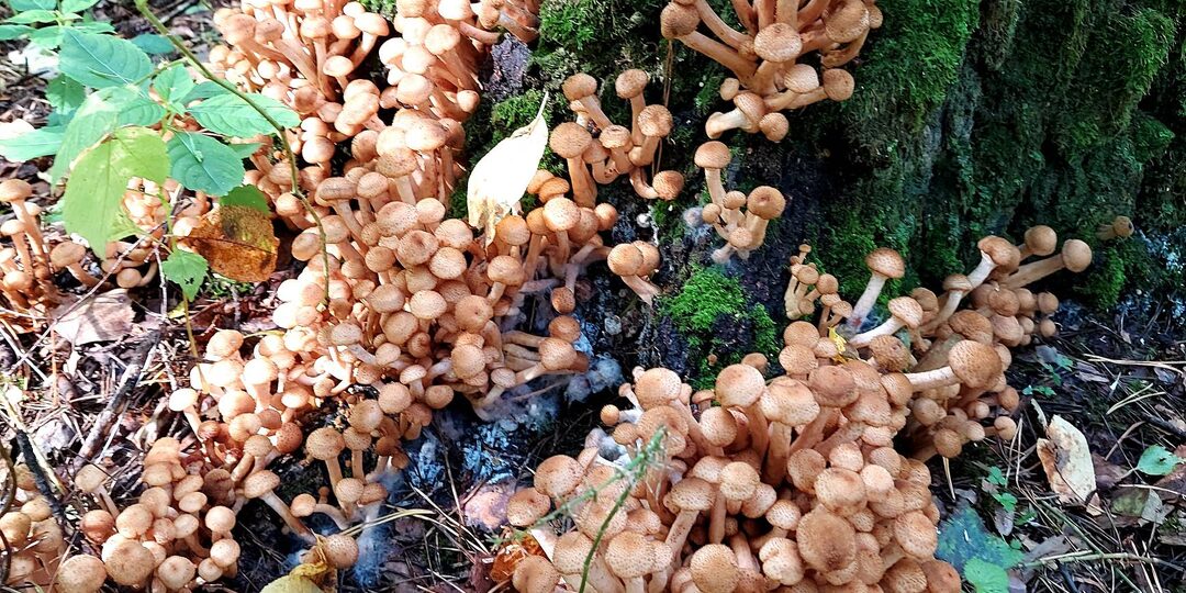 Невыносимое количество опят на тихой охоте