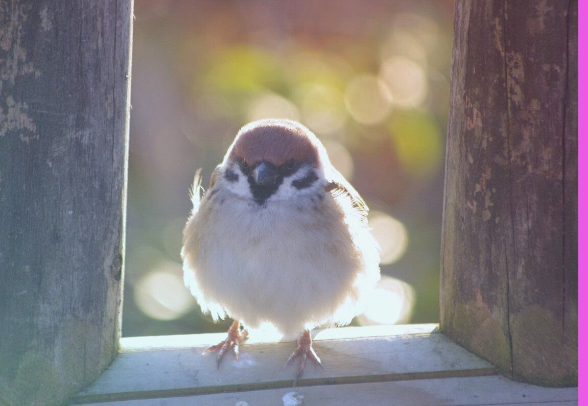 скрин с сайта ornella.club