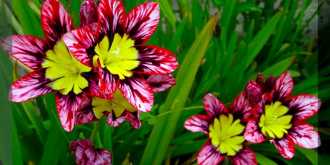 Почти гладиолусы: луковичные цветы, которые по своей красоте не уступают гладиолусам и очень на них похожи