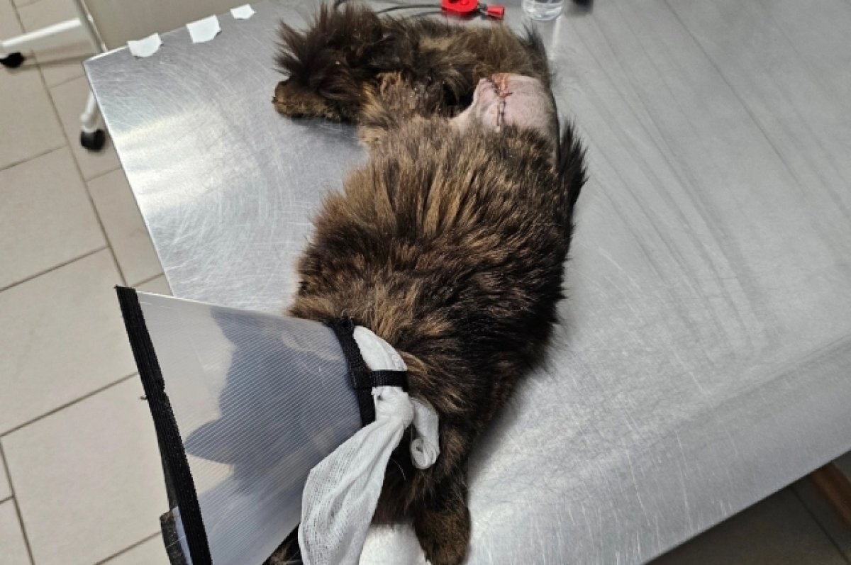    В Твери кошке Амелии, которую нашли на АЗС и ампутировали лапу, стало хуже