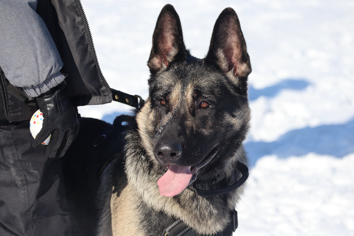 Схема дрессировки собак. Дрессировка собак с нуля. Немецкая овчарка окд. Дрессировка собак с нуля. Команды для собак жестами.
