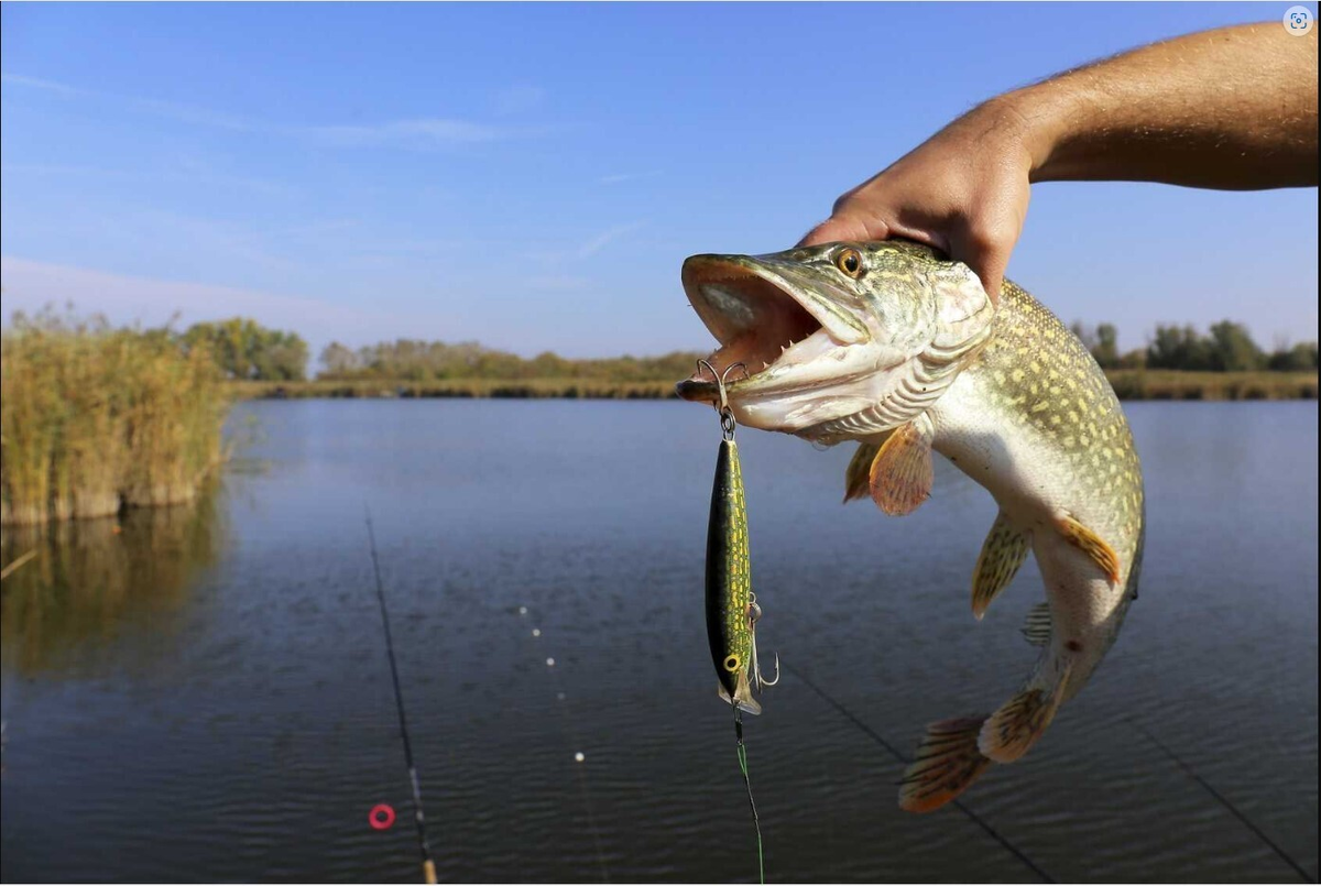 Фото с сайта: https://u.9111s.ru/uploads/202309/27/68fd8d22d6bc4b43e5cd3f8f1db9b29b.jpg