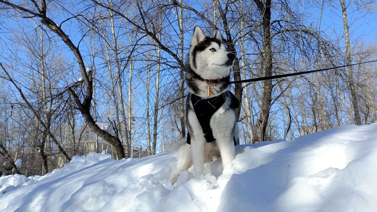 Хаски по имени Мани. Дома гуляет сама по себе. 