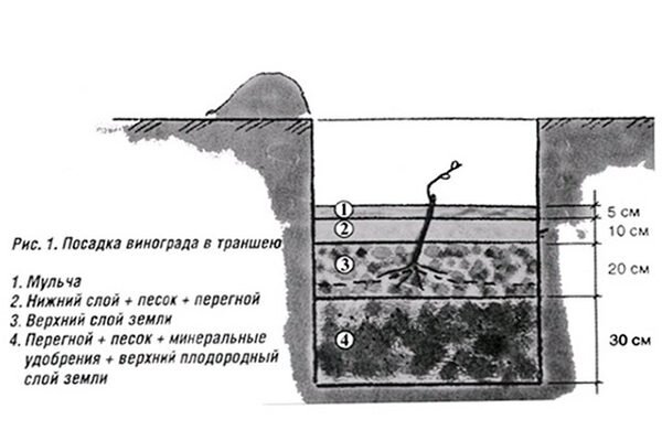 Посадка винограда в траншею. Схема посадки винограда в траншею. Посадка винограда в траншеи в Сибири для начинающих весной. Посадка винограда весной саженцами для начинающих в Сибири.