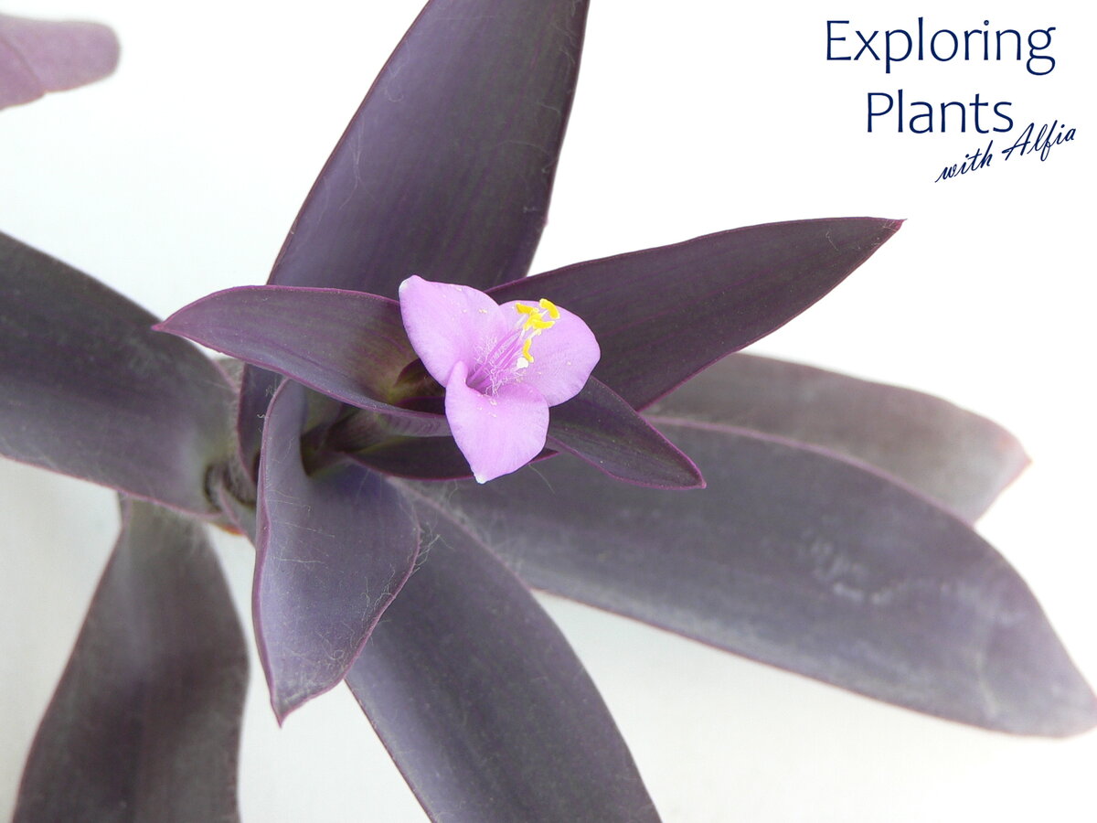 Традесканция бледная (Tradescantia pallida (Rose) D.R.Hunt)