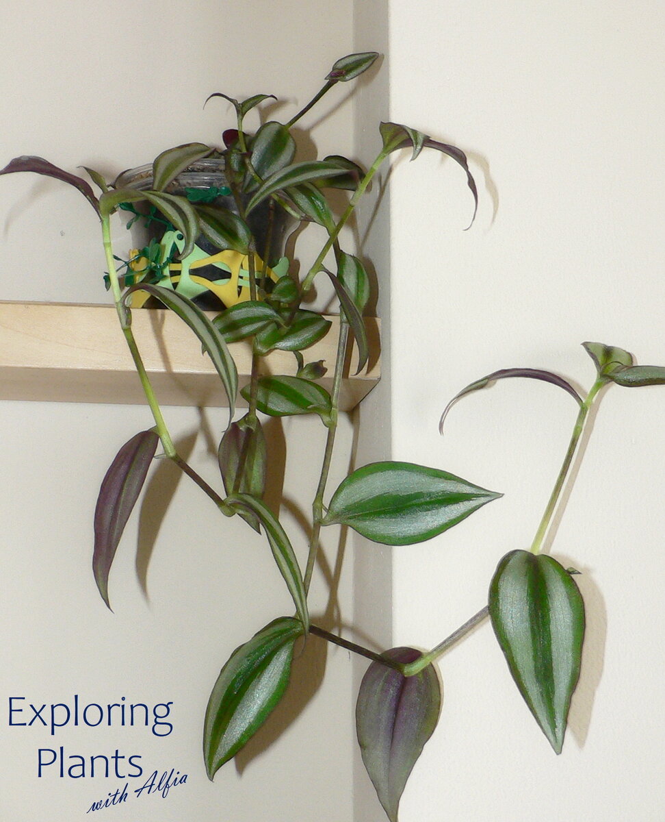 Традесканция висячая (Tradescantia zebrina Boose)