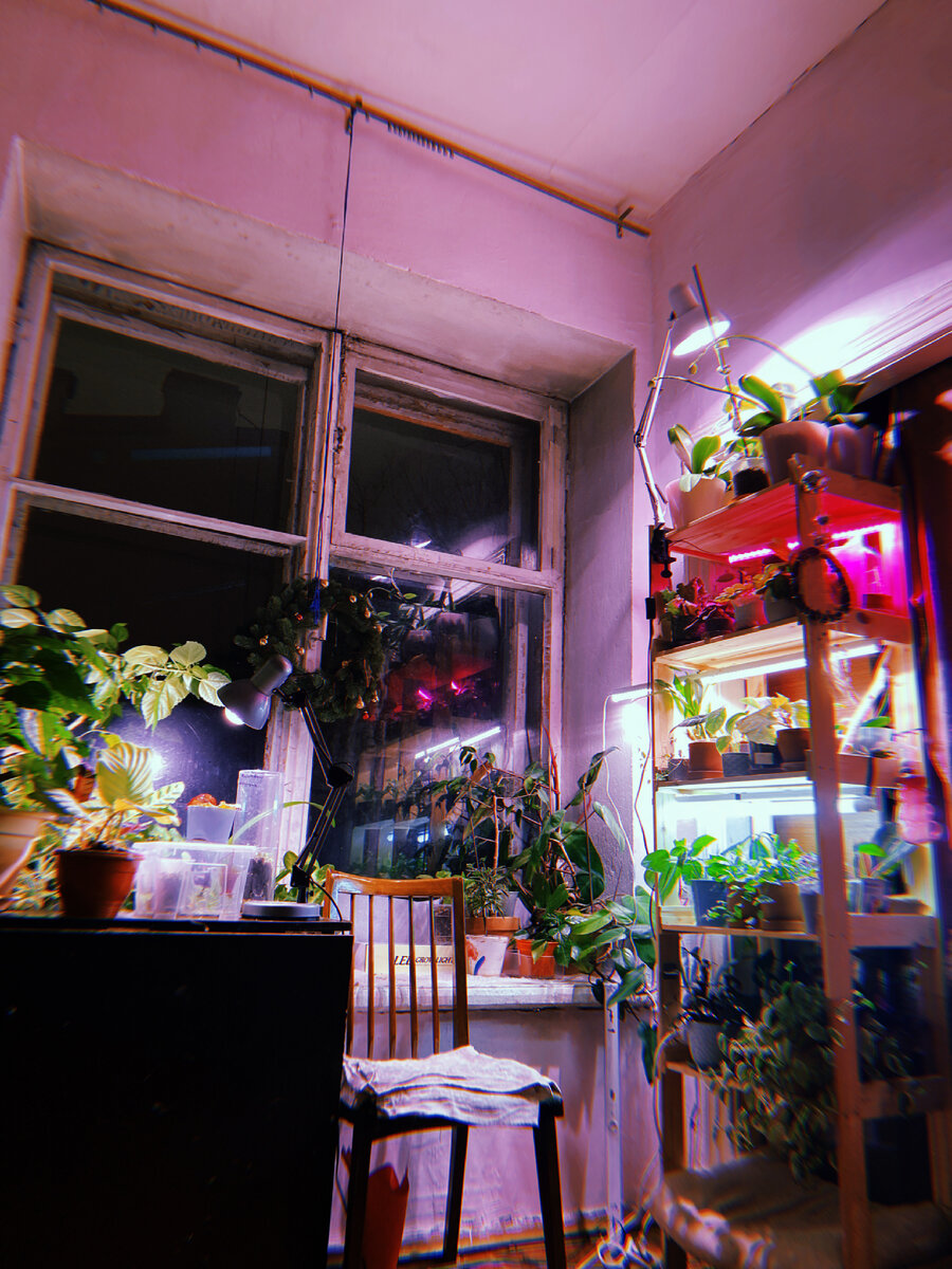 на второй полке сверху еще стоит старенькая лампа для рассады, пока шнур для лампы белого света не приехал