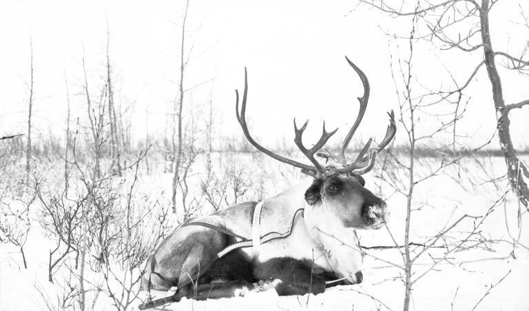 Северный олень на Аляске, 1915−1917. Фото: Wikimedia commons / University of Washington