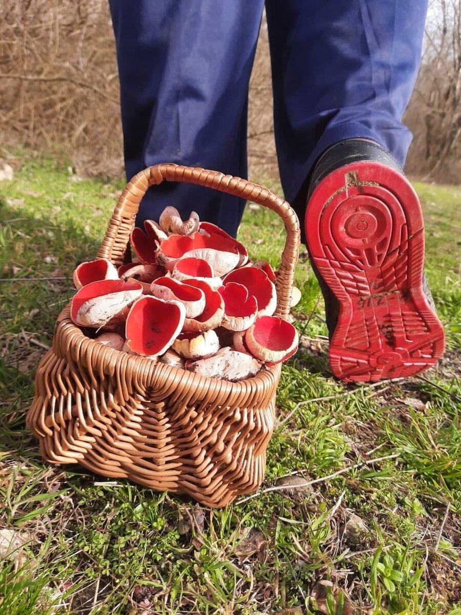 Красная саркосцифа и красные "лабутены". Фото Елена Толянова