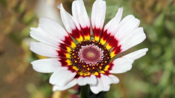    Какие цветы посеять на рассаду в марте: 5 самых эффектных однолетников Татьяна Сидорова