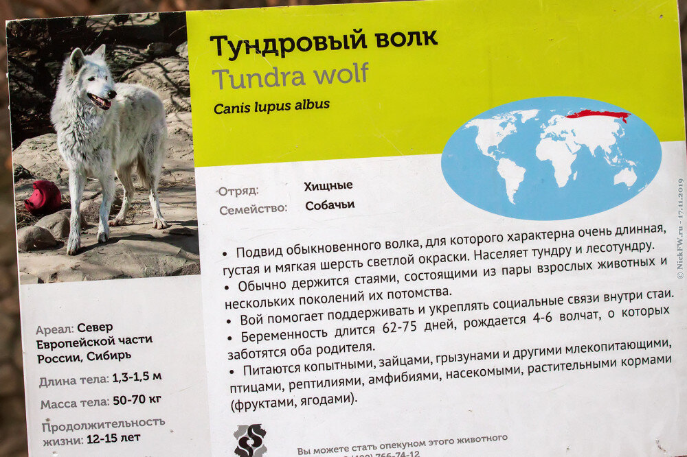 2. Тундровый волк — табличка в зоопарке © NickFW.ru — 17.11.2018г.