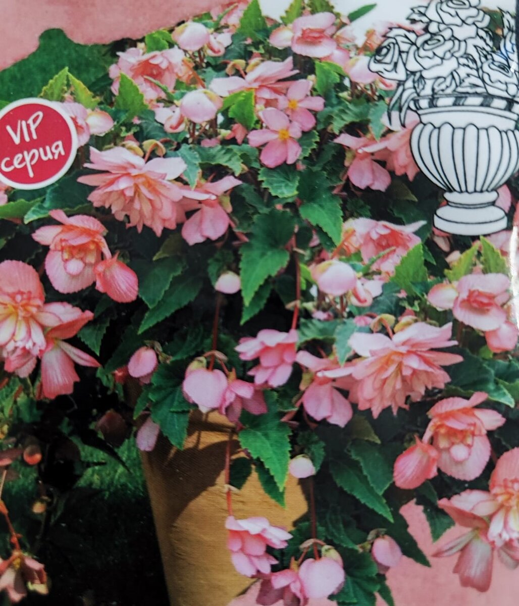 Бегония Шансон ампельная махровая