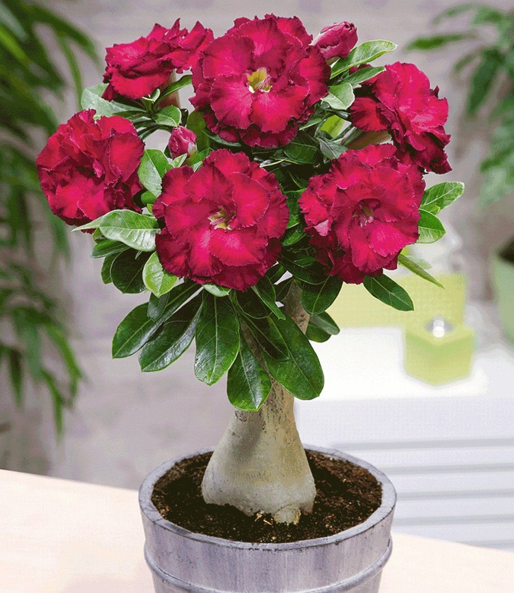 Что посадить вместо роз? Адениум махровый