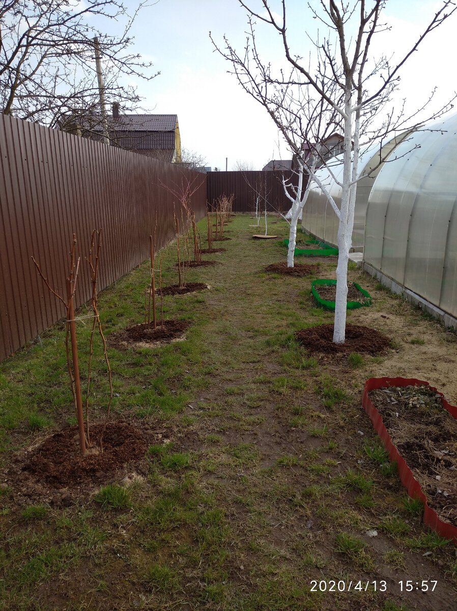 Посадки малины.