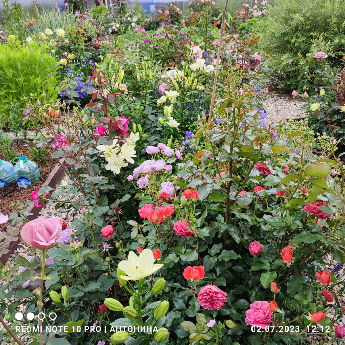 отцвели хризантемы романс ноты. романс отцвели уж давно хризантемы в саду. отцвели хризантемы романс. когда зацветает хризантема в саду. романс хризантемы ноты.