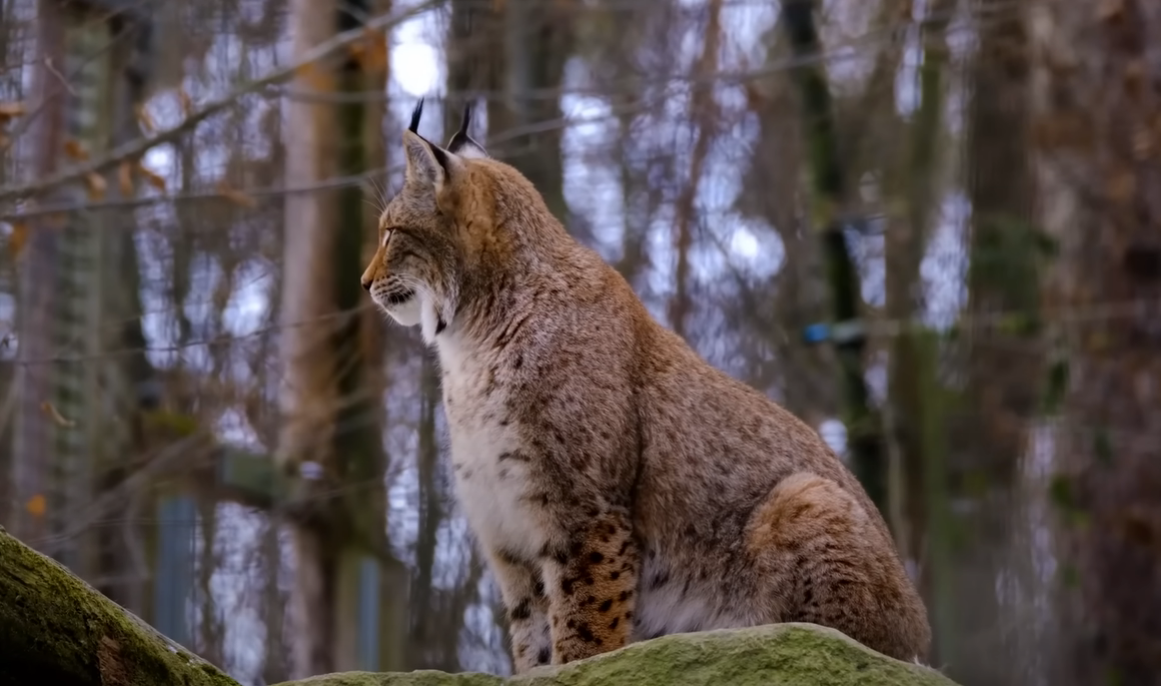 Введение Эмили выросла в маленьком уютном городке Дубовый Ручей, ну прямо сказка! Леса, холмы, чистая речка - какой малыш не мечтает о такой природе?