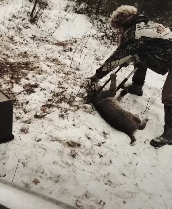 Введение Эмили выросла в маленьком уютном городке Дубовый Ручей, ну прямо сказка! Леса, холмы, чистая речка - какой малыш не мечтает о такой природе?-3