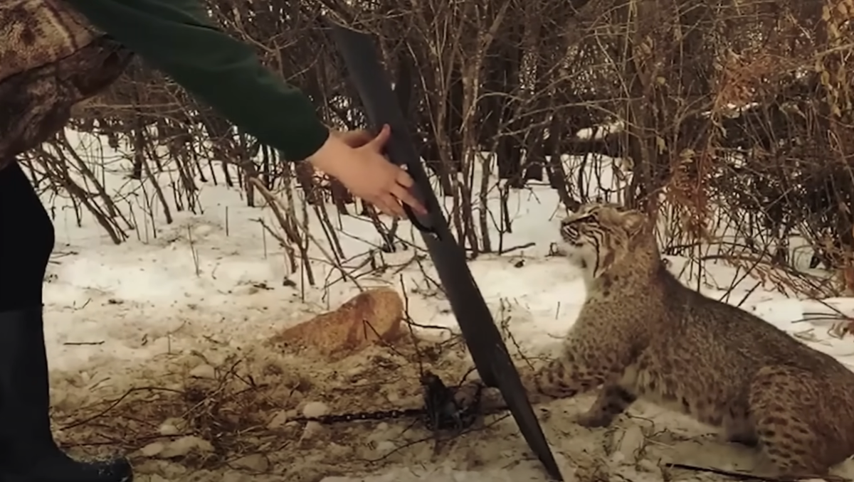 Введение Эмили выросла в маленьком уютном городке Дубовый Ручей, ну прямо сказка! Леса, холмы, чистая речка - какой малыш не мечтает о такой природе?-6