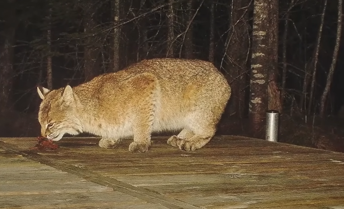 Введение Эмили выросла в маленьком уютном городке Дубовый Ручей, ну прямо сказка! Леса, холмы, чистая речка - какой малыш не мечтает о такой природе?-8