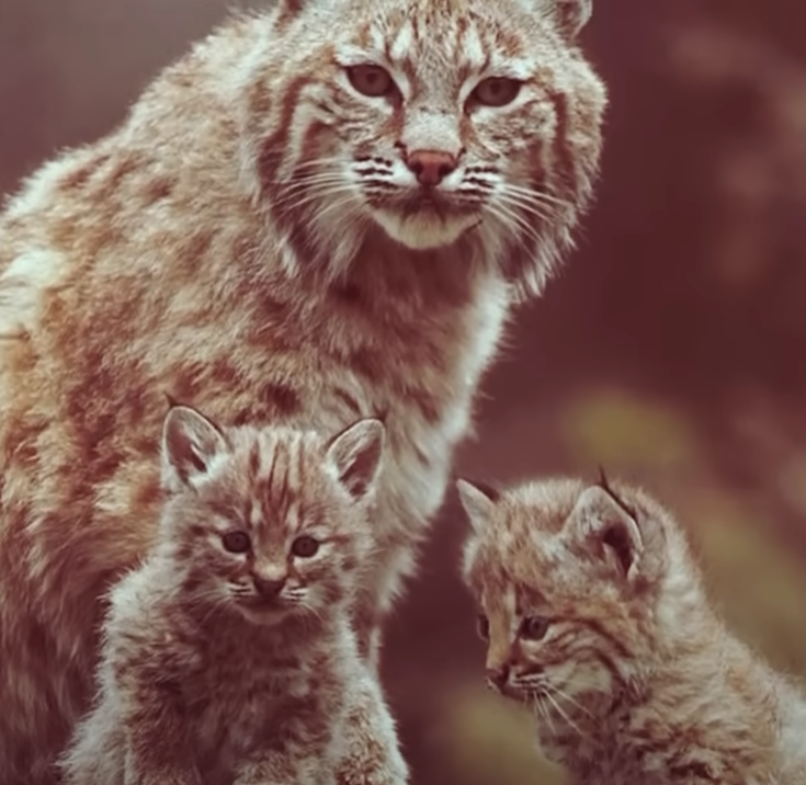 Введение Эмили выросла в маленьком уютном городке Дубовый Ручей, ну прямо сказка! Леса, холмы, чистая речка - какой малыш не мечтает о такой природе?-10