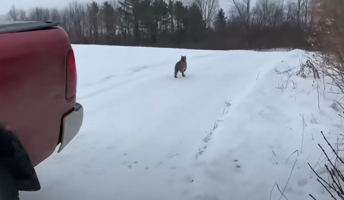 Введение Эмили выросла в маленьком уютном городке Дубовый Ручей, ну прямо сказка! Леса, холмы, чистая речка - какой малыш не мечтает о такой природе?-9