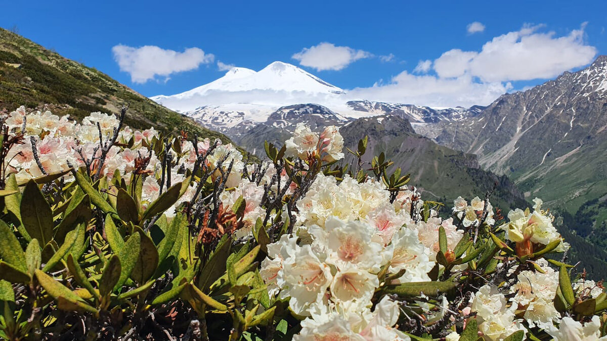 Рододендроны Приэльбрусья