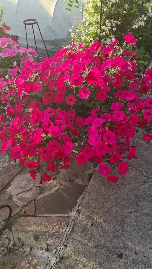 В галерее 3 фото. Все цветочки из моего сада