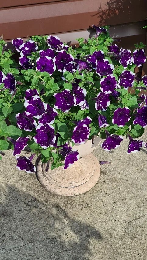 Вегетативная петуния Ледяное небо