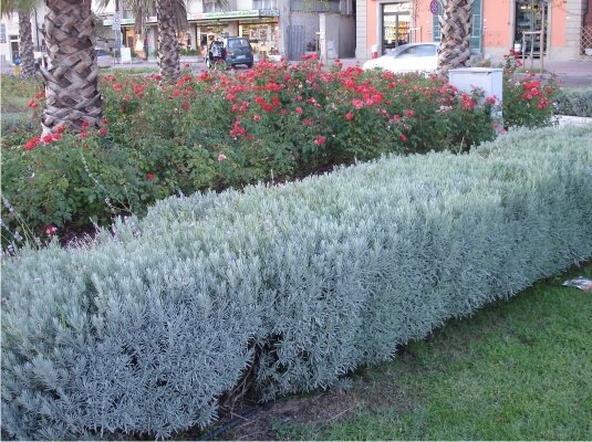 Лох серебристый, используют в ландшафтном дизайне. 
