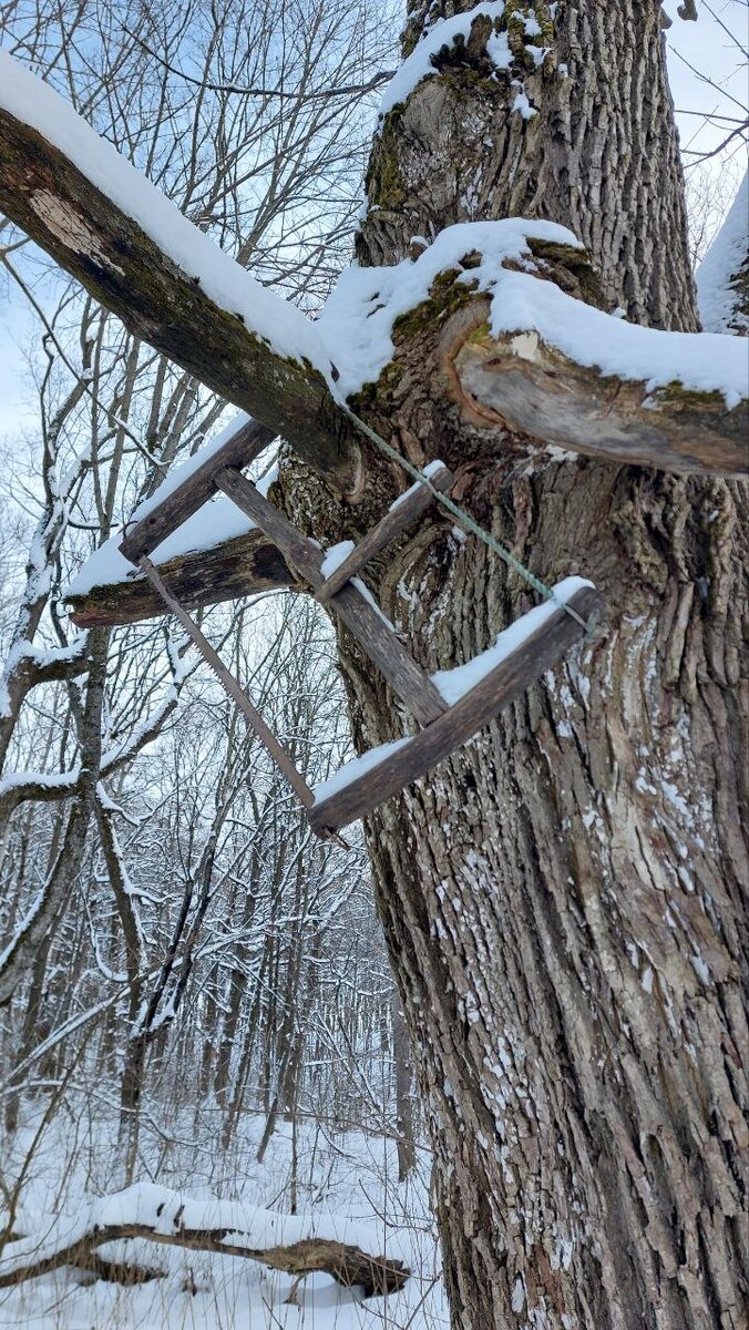 КАКУЮ ПИЛУ ЛУЧШЕ БРАТЬ В ЛЕС??? А НУЖНА ЛИ ОНА ВООБЩЕ 🤔?? | Forest Roach |  Дзен