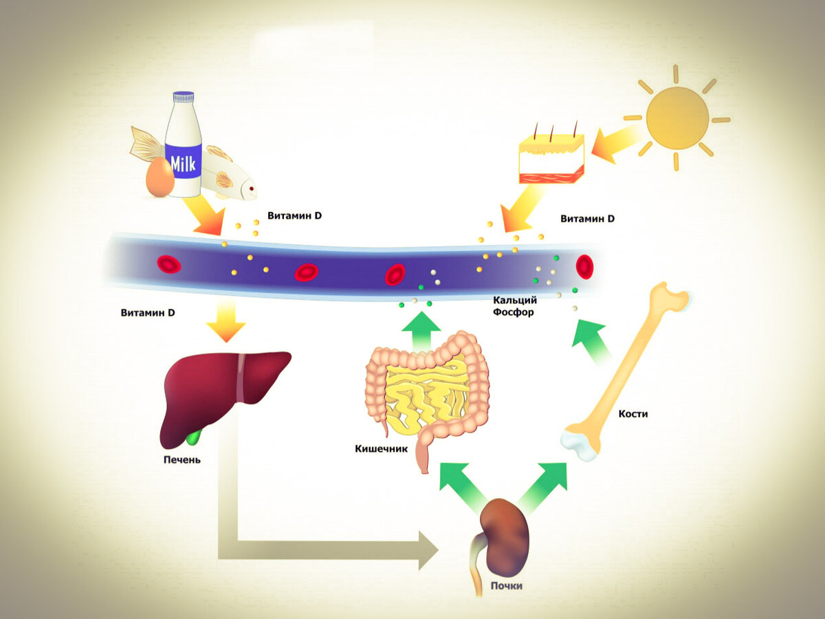 Ошибается 99% людей: врачи рекомендуют правильно принимать витамин D, чтобы  он усваивался | ALLMED.RU — Pro Здоровье | Дзен