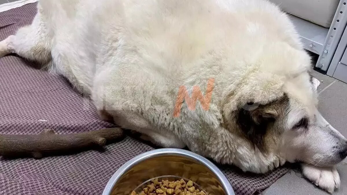     Видео, где самый толстый пес России встал на лапы и снова начал ходить, публикует telegram-канал Baza. Кругетс похудел на 40 килограммов и уже готов к лету.