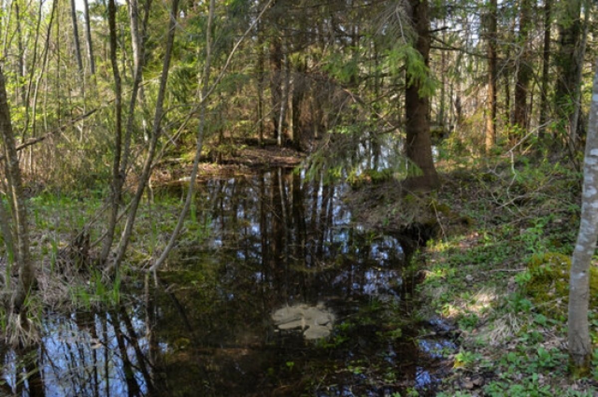    В лесополосе на юге Волгограда найден мертвым известный адвокат
