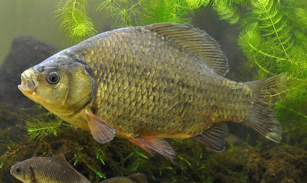 Карась речной